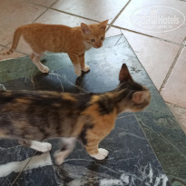 фото из отзыва ID 2151394