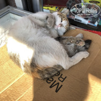 фото из отзыва ID 2151423