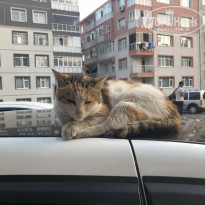 фото из отзыва ID 2151423