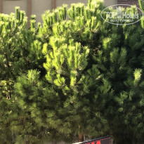 фото из отзыва ID 2151423