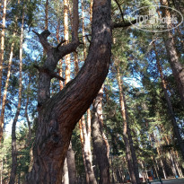 фото из отзыва ID 2152829