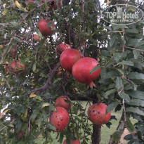 фото из отзыва ID 2153103