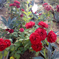 фото из отзыва ID 2153357