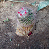 фото из отзыва ID 2153357