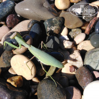 фото из отзыва ID 2153428