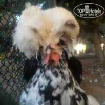 фото из отзыва ID 2153509