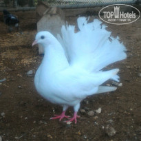 фото из отзыва ID 2153509