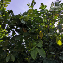 фото из отзыва ID 2154324