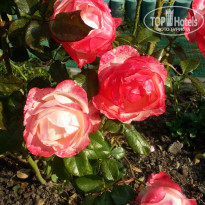 фото из отзыва ID 2154610