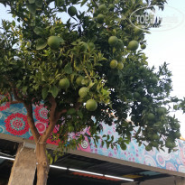 фото из отзыва ID 2154729