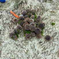 фото из отзыва ID 2156495