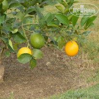 фото из отзыва ID 2156886