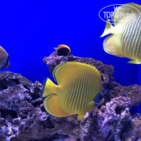 фото из отзыва ID 2157004