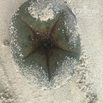 фото из отзыва ID 2156245