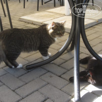 фото из отзыва ID 2158061