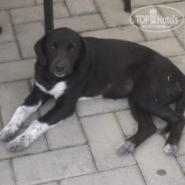 фото из отзыва ID 2158061