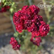 фото из отзыва ID 2158671