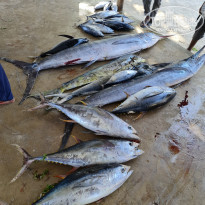 фото из отзыва ID 2159011