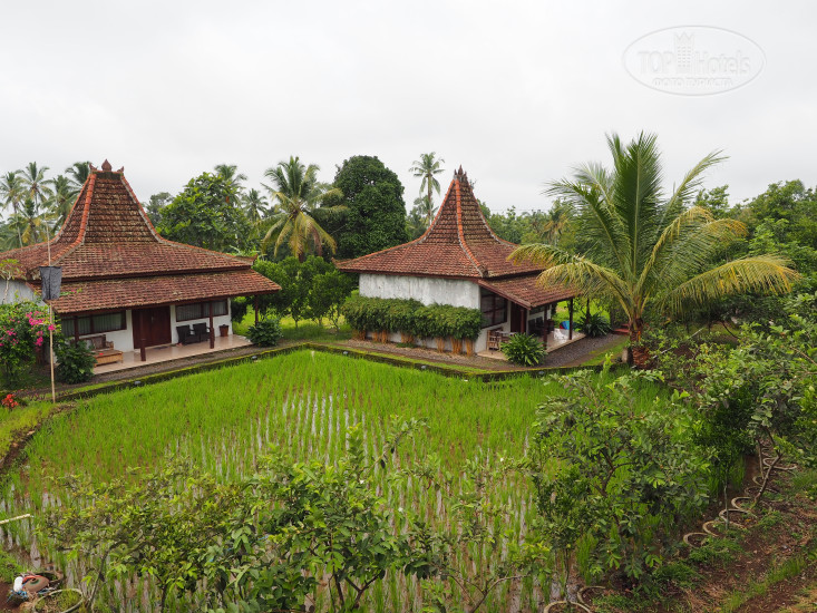 New photos from tourists Kampoeng Joglo Ijen 3*