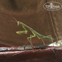 фото из отзыва ID 2159115