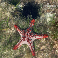 фото из отзыва ID 2159611