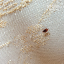 фото из отзыва ID 2160678