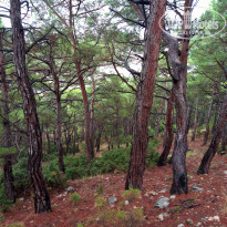 фото из отзыва ID 2161125