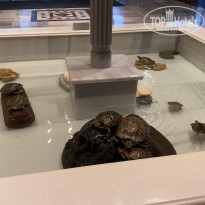 фото из отзыва ID 2161231