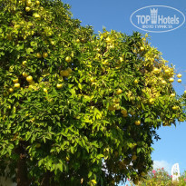 фото из отзыва ID 2161408