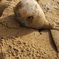 фото из отзыва ID 2164395