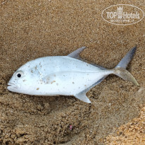 фото из отзыва ID 2164395