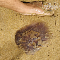 фото из отзыва ID 2164395