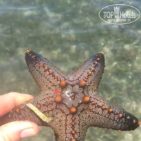 фото из отзыва ID 2164611