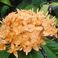 фото из отзыва ID 2164662