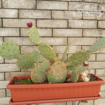 фото из отзыва ID 2165147