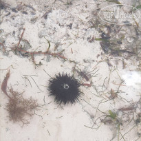 фото из отзыва ID 2165855