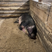 фото из отзыва ID 2165999