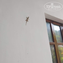 фото из отзыва ID 2166793