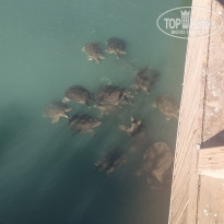 фото из отзыва ID 2167693