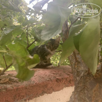 фото из отзыва ID 2167927