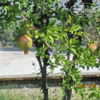 фото из отзыва ID 2168181