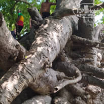 фото из отзыва ID 2168448