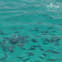 фото из отзыва ID 2169915