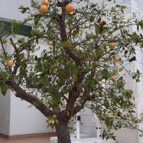 фото из отзыва ID 2171236