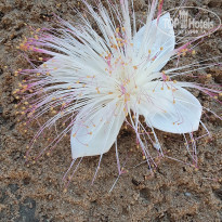 фото из отзыва ID 2172414