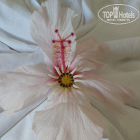 фото из отзыва ID 2174070