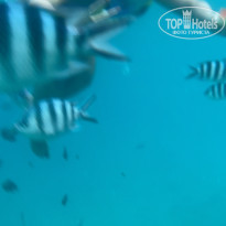 фото из отзыва ID 2175891