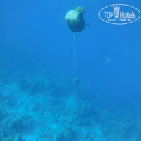 фото из отзыва ID 2176412