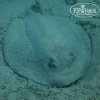 фото из отзыва ID 2176412