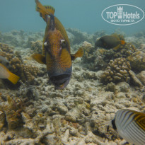 фото из отзыва ID 2176412